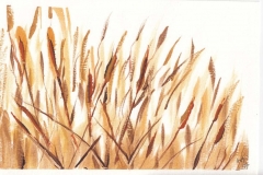 study of wheat