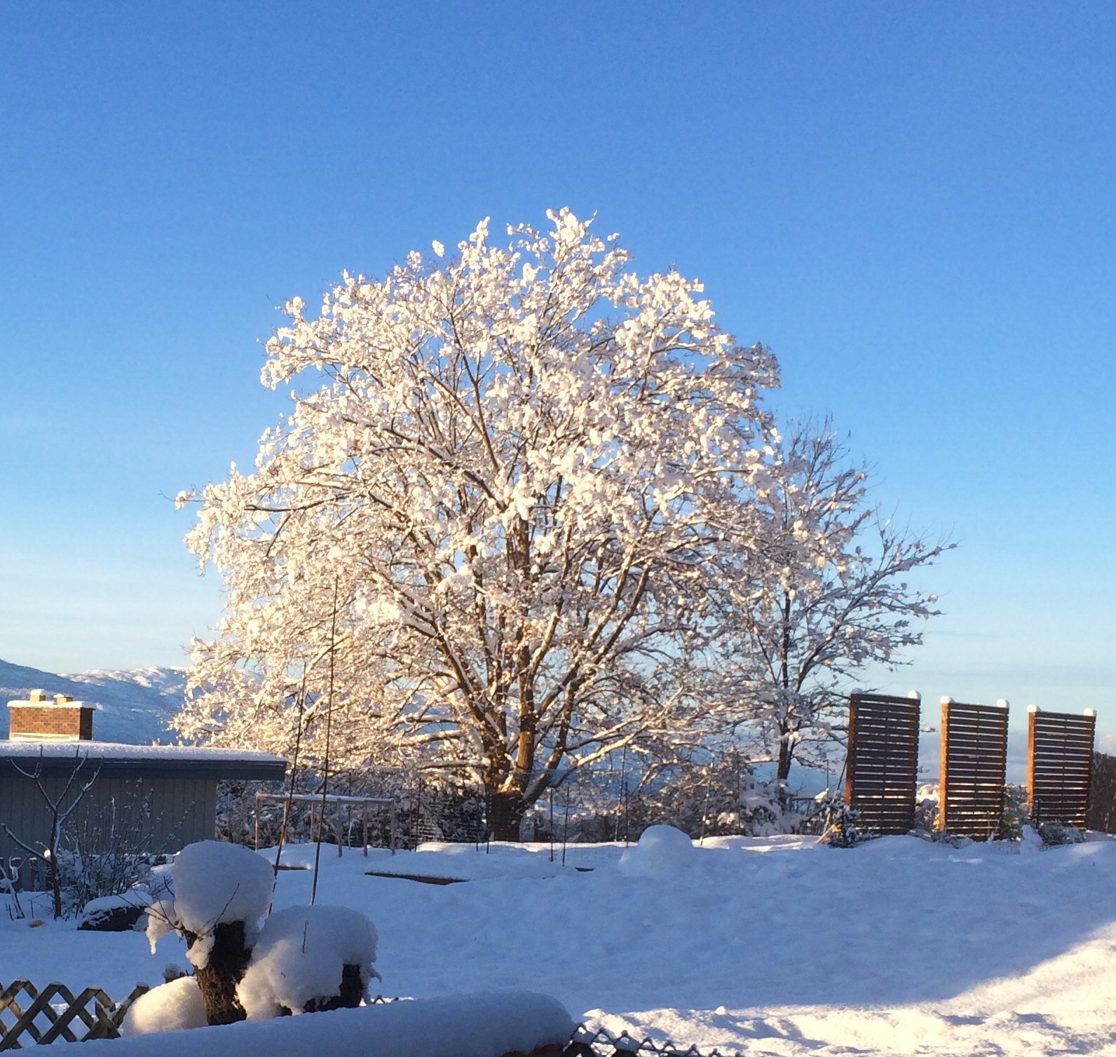 Snow covered tree against a blue sky