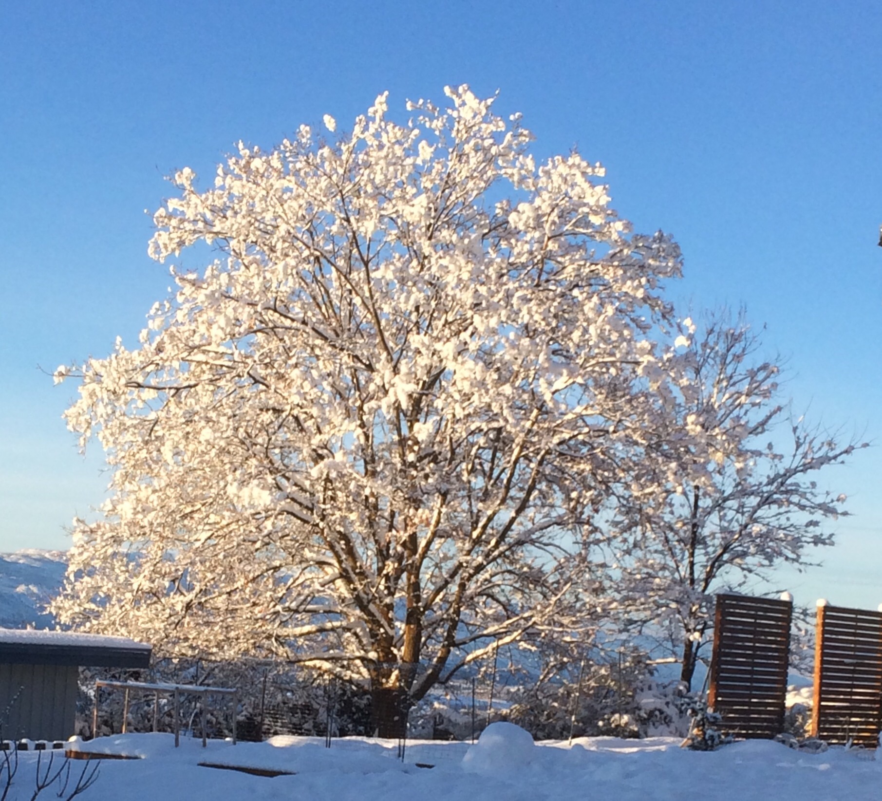 A close up of the tree
