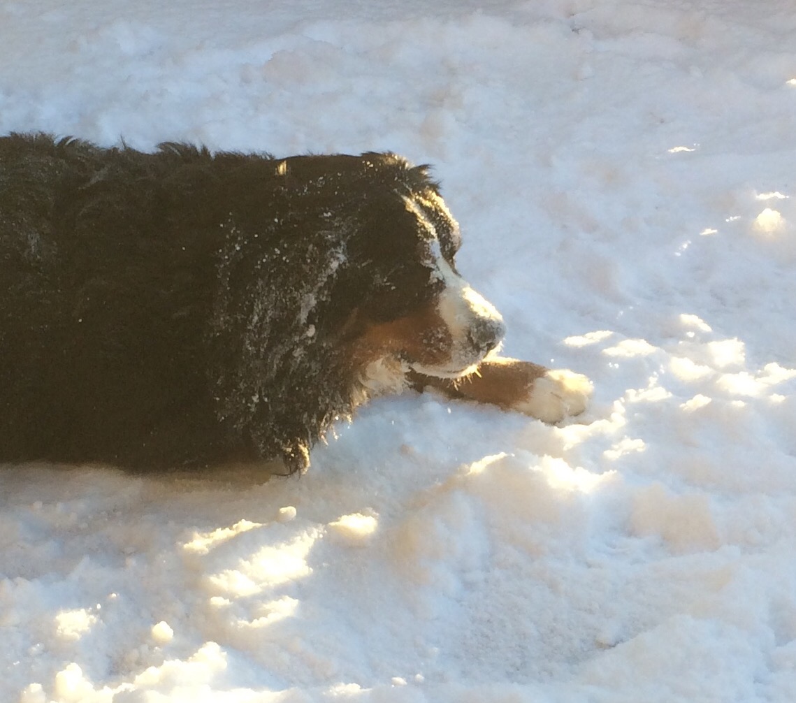 A close up of Lacey's snow covered face