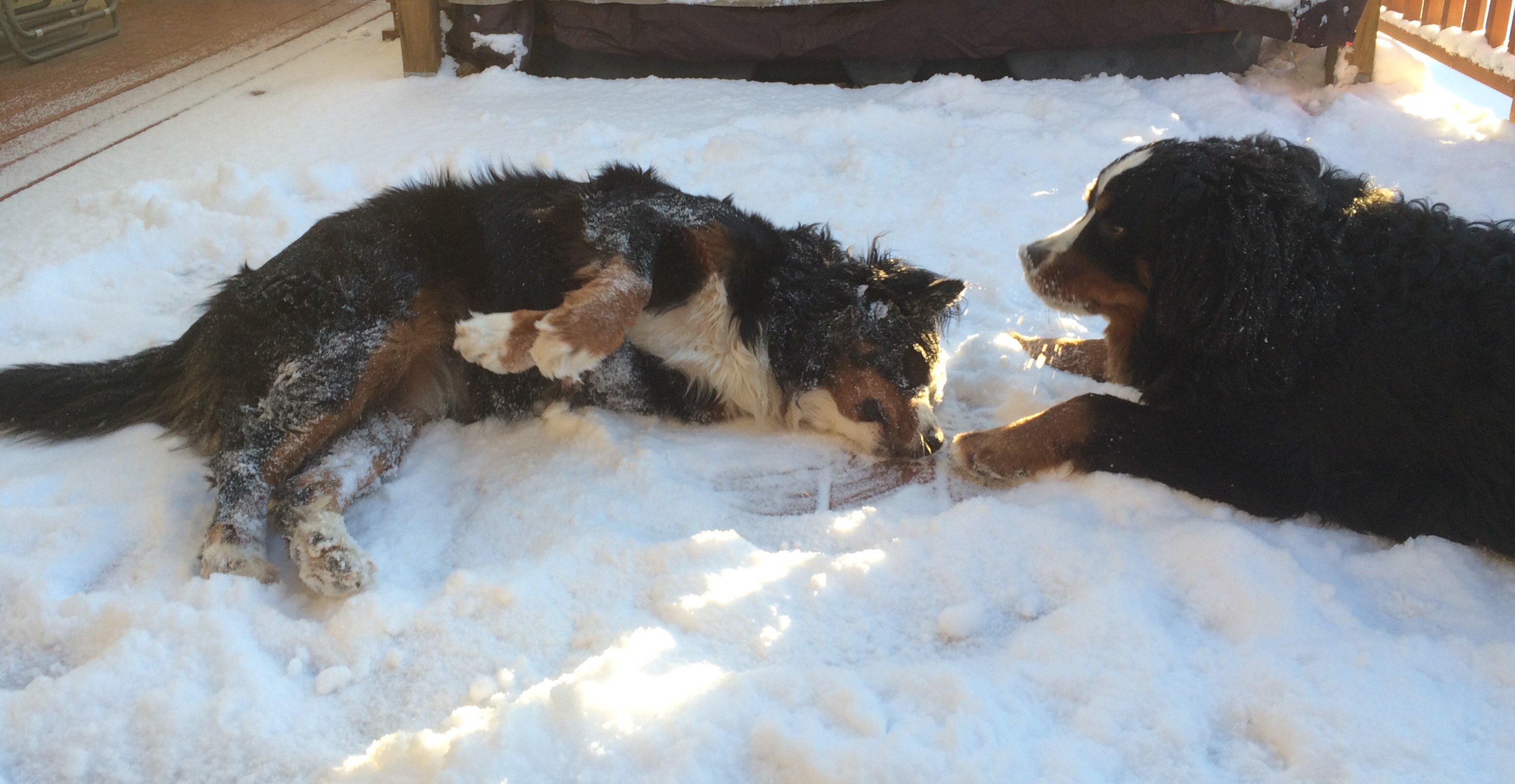 Lacey rolling in the snow with Deefer watching