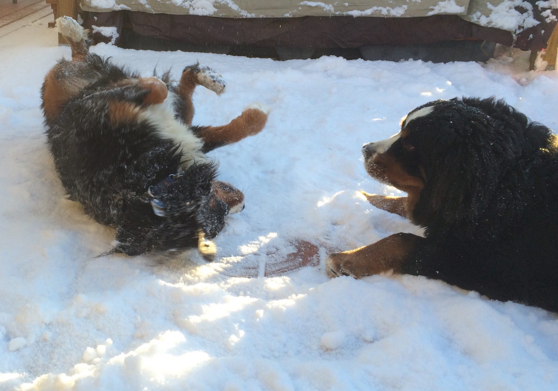 Lacey and Deefer in the snow