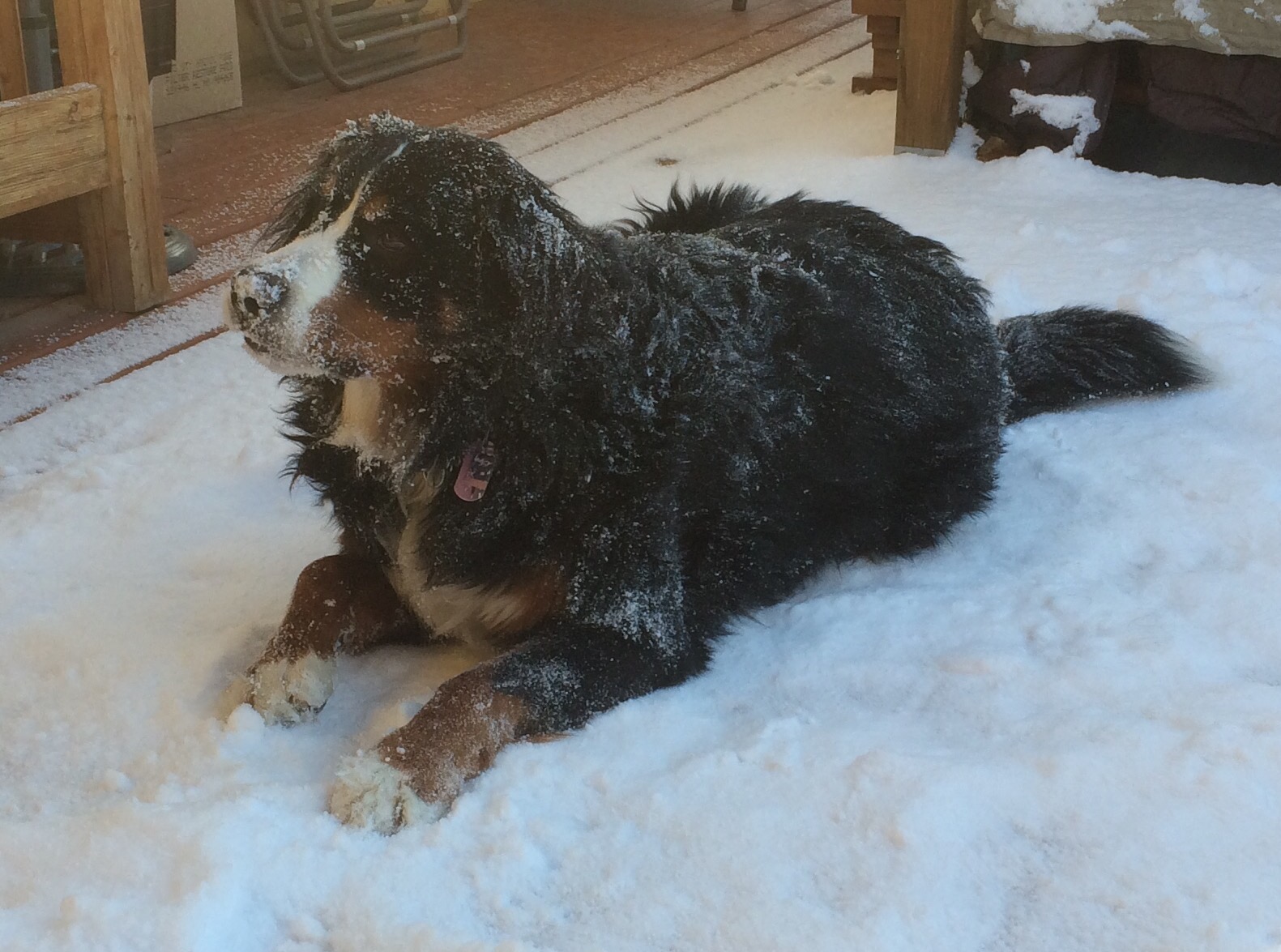 Lacey with a dusting of snow
