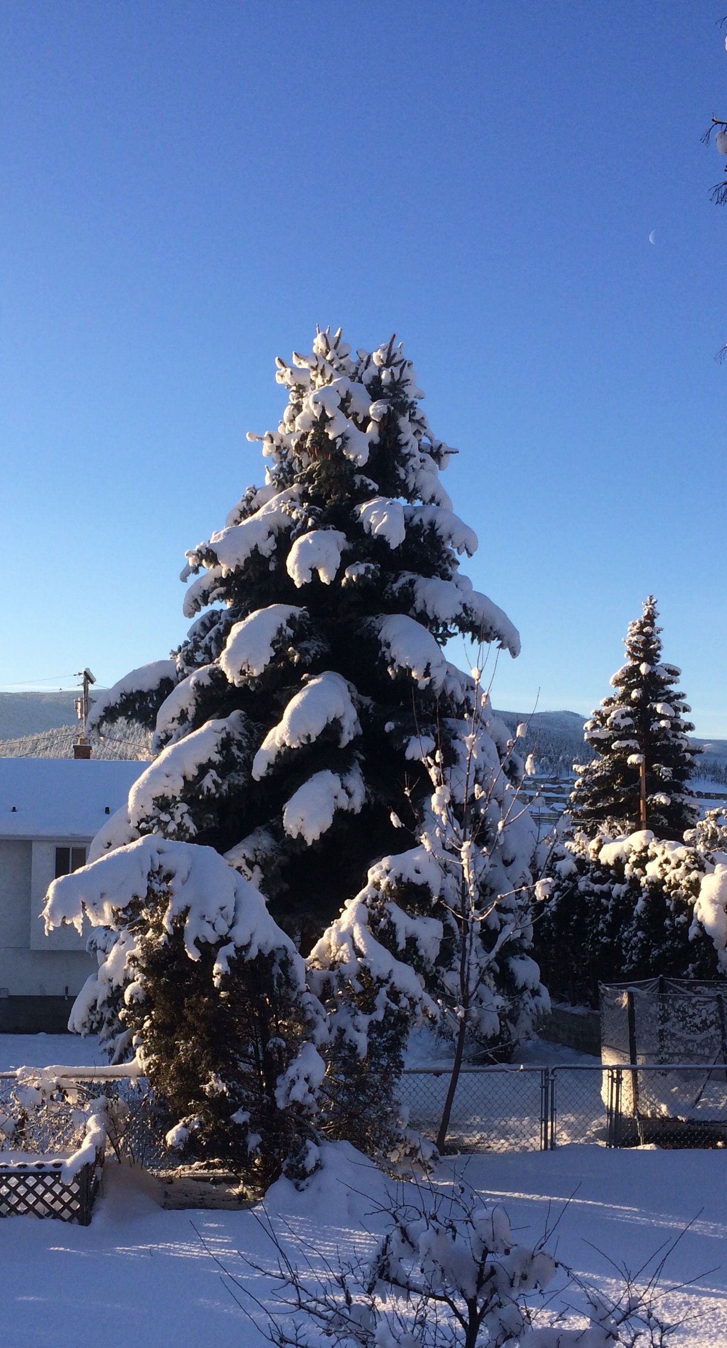 Another tree in the sun