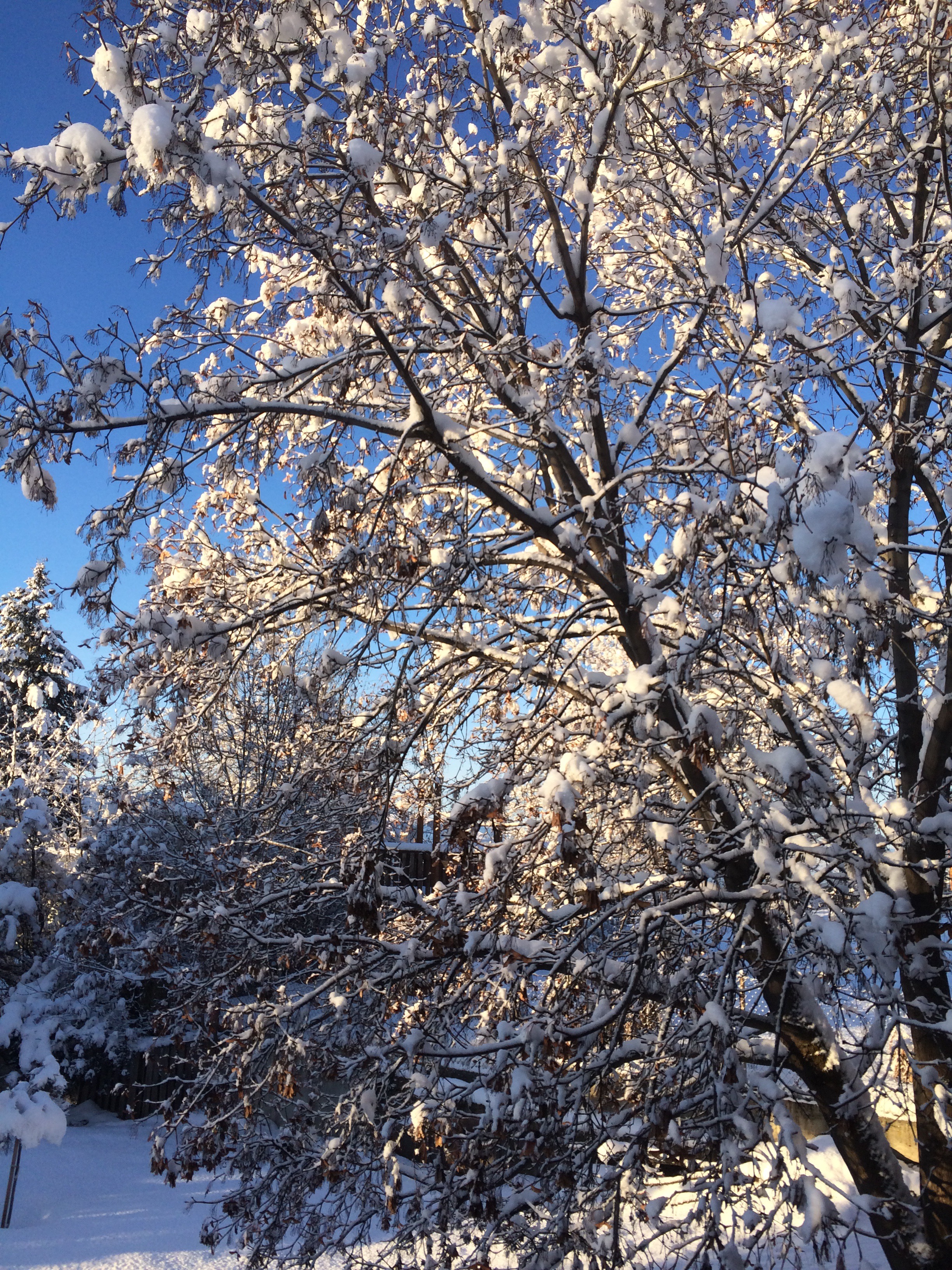 Close up of snow covered tree branches