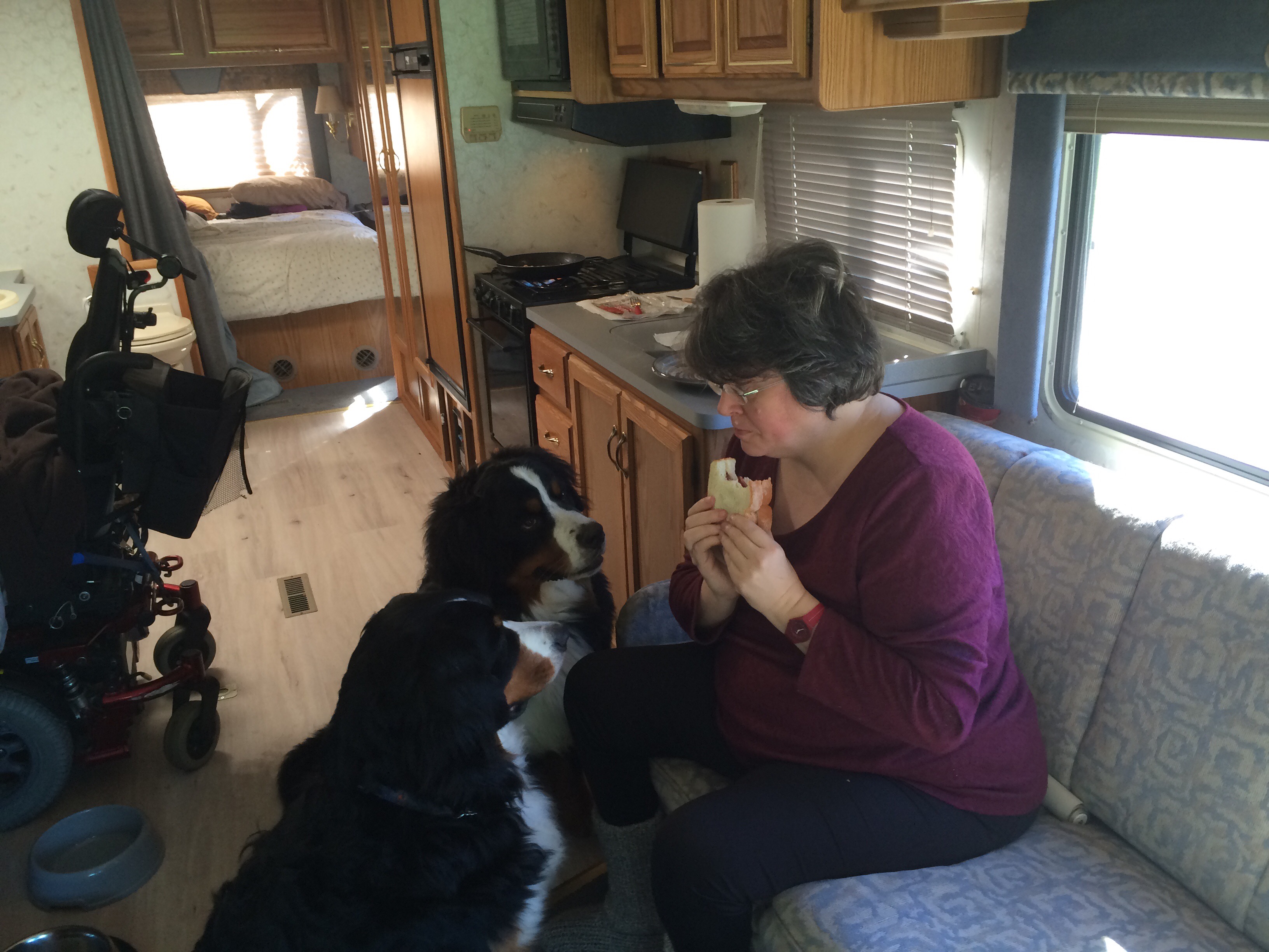 Two dogs eyeing up my bacon butty (sandwich)