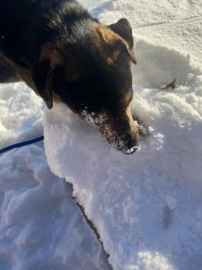 Leo and snow for the first time