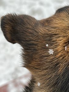 A snowflake on Leo's ear