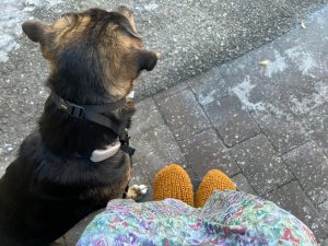 Leo out for a training walk