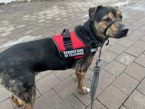 Leo service dog in training