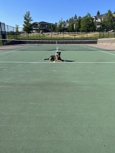 Leo, sitting on a tennis court by himself, training