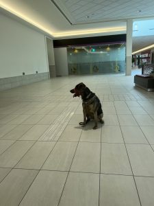 Leo sitting on his own in the mall, training