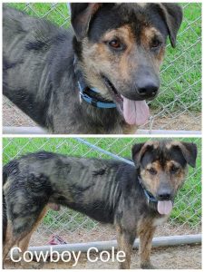 Photos of Leo from the pound looking very skinny and kind of green